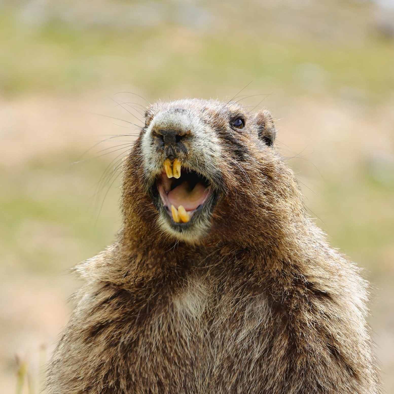 Pruti's profile picture